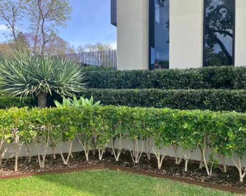 Brisbane backyard landscape design with lawn and layered planting