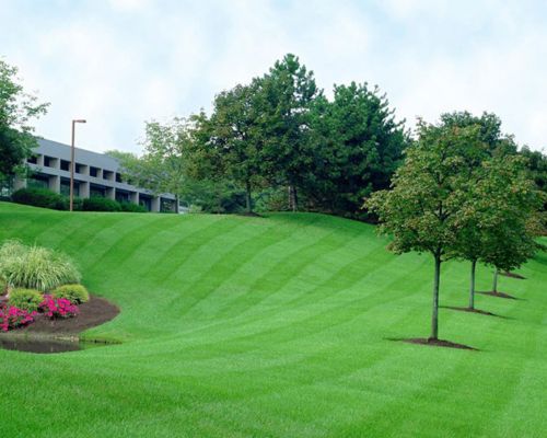 Professional commercial lawn and landscape maintenance