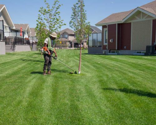 Commercial landscaping and garden maintenance at a Brisbane business property